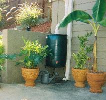 Rain Barrel